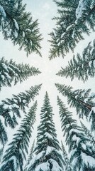 Wall Mural - Winter's Canopy, Evergreen trees