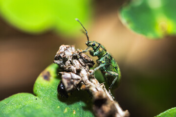 Green polydrusus