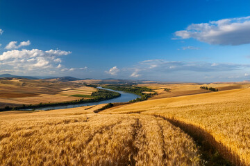 field of wheat and sky