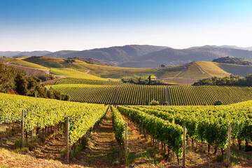 vineyard in region country