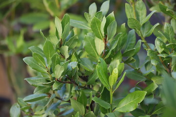 Laurus nobilis. Laurel tree with bay leaves.