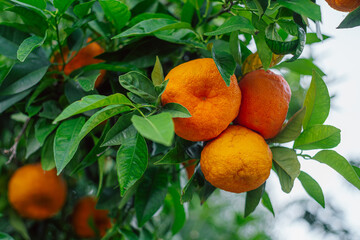 Vibrant Orange Citrus Fruits on a Lush Green Tree