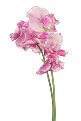 Wall Mural - sweetpea flower
