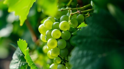 The Lush Haven: Exploring the Macro World of Backyard Grape Cultivation