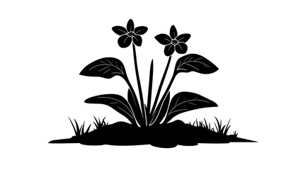 Wall Mural - Butterwort with sticky leaves forming a ground-level rosette, vector illustration art