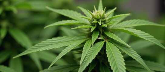 A close-up focus on cannabis leaves against a backdrop of vibrant green herb foliage