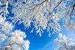 © Yauhen - Snow-covered branches reaching into a clear blue winter sky with room for copy