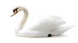 © pkproject - Graceful Swan Gliding in Serene Elegance on White Backdrop