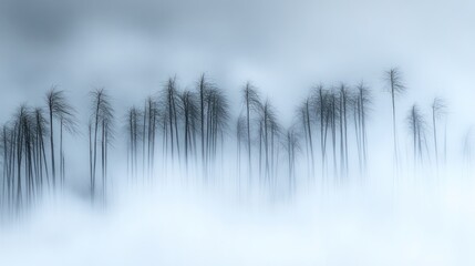 Poster - A misty landscape with tall, slender trees emerging from fog, creating a serene atmosphere.