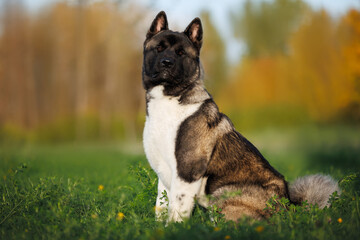 Poster - cute akita dog sitting outdoors in autumn