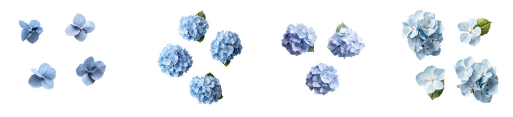 Poster - An isolated small blue bouquet of white plumbago or Cape leadwort flowers on a transparent background.