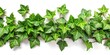 © Hugnaka - Horizontal green ivy, eye level composition