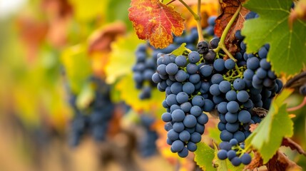 Harvest Time in the Vineyards: A Breathtaking Blue and Red Symphony