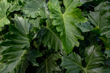 Wall Mural - green plant (Philodendron undulatum) texture background