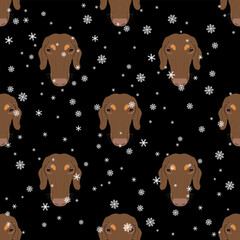 Wall Mural - Seamless seasonal animal pattern with heads of dachshund breed dog and snowflakes. Canine pet portraits in winter. Cartoon style. On black background.