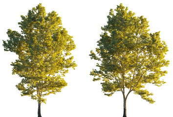 Wall Mural - large trees sycamore platanus trees set isolated png on a transparent background premium cutout suns