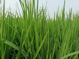 rice growing well in the rice fields