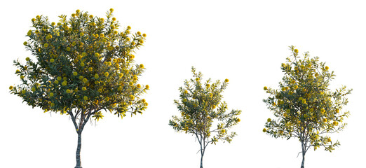 Xanthostemon chrysanthus (golden penda) trees and shrub frontal isolated png in sunset lighting on a transparent background premium cutout