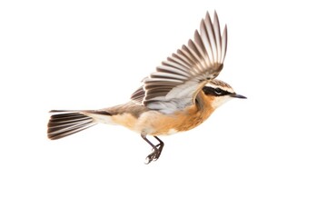 Wall Mural - Whinchat flying sparrow animal.