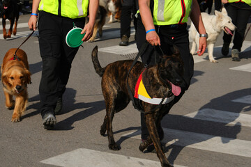 dogs for searching for missing persons during search operations through the city streets