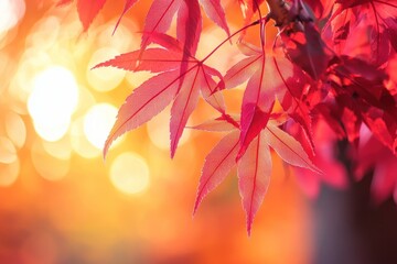 Wall Mural - beautiful autumn background with red maple leaves and blurred bokeh light leaf sunlight nature.