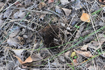 Poster - Wasp nest on the ground in the forest