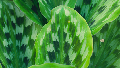 Wall Mural - Beautiful Calathea plant leaves background in outdoor garden.