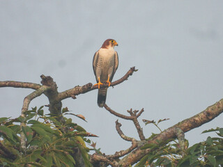 red-necked falcon