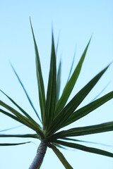 Green plant and blue sky