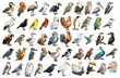 © LorenaPh - Birds of the world, cartoon sticker collection. Colorful illustration on transparent background