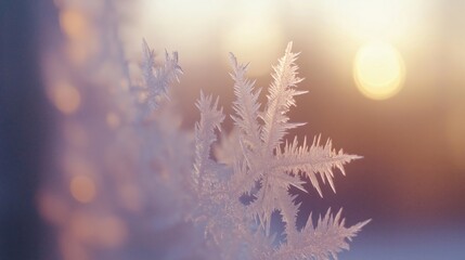 Wall Mural - A close-up of a frosty leaf illuminated by the warm glow of the sunrise.