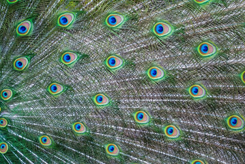 Bright multicolored peacock tail pattern close-up. Colorful peacock feathers. Abstract background of bright exotic feathers