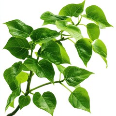 Lush Green Botanical Vine with Heart-Shaped Leaves