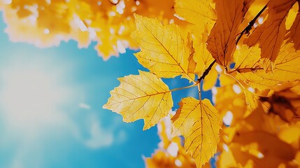   Close-up of yellow tree leaf with bright blue sky and scattered clouds