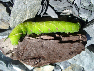 Green caterpillar on gray stones and brown piece of bark from tree on sunny summer day - close-up shot. Topics: insect, flora, fauna, weather, summer, season, natural environment, macro