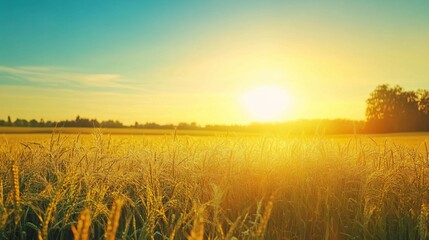 Wall Mural - Golden Wheat Field Bathed in Warm Sunset Light