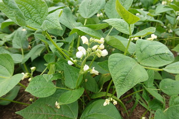 close-up white flowers of green bean cultivation. legume plant growing in vegetable garden