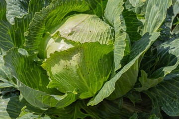 Fresh green cabbage head with dewdrops growing in a field on a sunny day. Concept of organic farming, healthy eating and fresh vegetables in agriculture