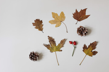 Wall Mural - composition of colorful dry autumn maple, oak leaves and pine cones isolated on white table backgrou
