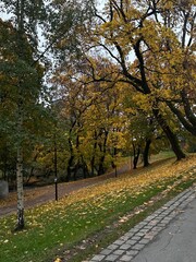 autumn in the park