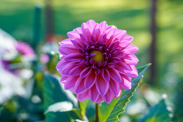 Large purple, pink dahlia with a yellow center growing in an outdoor flower garden. Lucky Number dahlia.