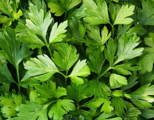 Wall Mural - lovage plant texture