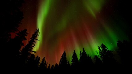 Wall Mural - christmas colored aurora flashing and rolling in a dark starry night sky. tree silhouettes on horizo