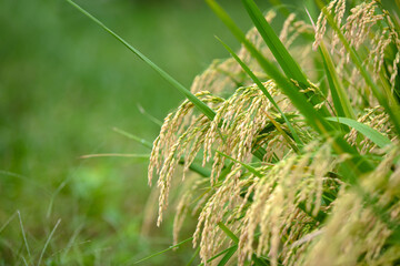 Rice with full grains about to mature