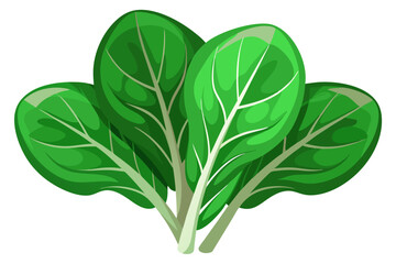 Wall Mural -  Beautiful spinach vegetable vector art illustration