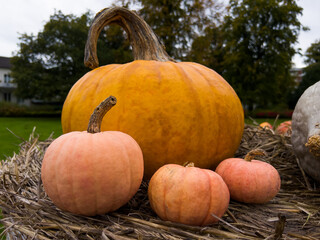 Farm display of pumpkins at fall harvest festival. Halloween farmers market. Concept of seasonal produce, country market and festive fall decorations