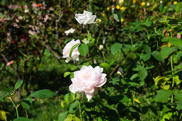 前橋バラ園　秋の薔薇の花