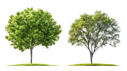 isolated green tree on a white background showcasing nature's beauty