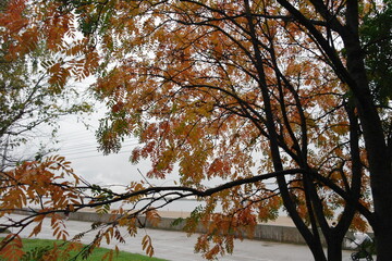 trees in autumn in the city park