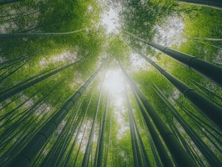 Looking Up Through a Dense Bamboo Forest, Sunlight Filtering Through the Canopy.